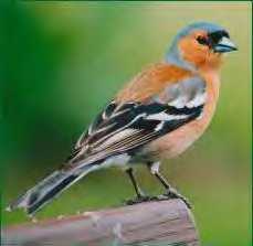 Chaffinch Bird
